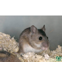 گونه موش صحرایی آرال Herb Filed Mouse  
